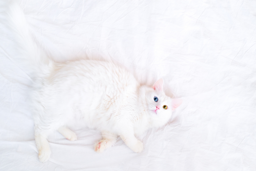 Side top view on funny white cat with different color eyes lying on white bed and looking up at camera. Cat sleep and dreams. Copyspace for text. Turkish angora kittten with blue and green eyes.